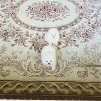 پت پاپی جیبی