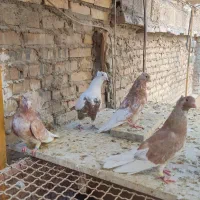 سه عدد لیمویی دمسفید و یک دمقهوه ای دوری|پرنده|اهواز, کیان اباد|دیوار