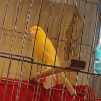 قناری نر بخوون و مست