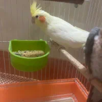 عروس
