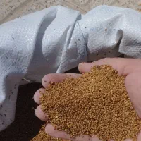 بذر یونجه همدان با ضمانت