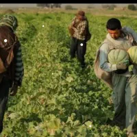 نیاز مند کارگر  افغانی و ایرانی بومی
