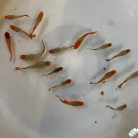 ماهی گوپی از ۶ هزار تا ۹ هزار