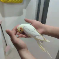 پرنده|پرنده|عنبران, |دیوار