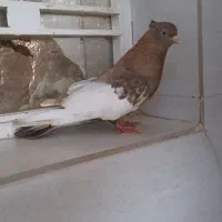 ماده سینه ای برچباز