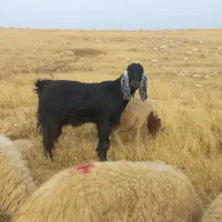 بزداشی درشت هیکل سه مه آبستن|حیوانات مزرعه|سرپل ذهاب, |دیوار