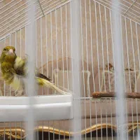 قناری مو فر زرد و مشکی