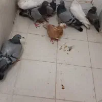 کبوتر فروشی فوری