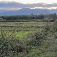 زمین کشاورزی ضیابر|فروش دفتر صنعتی، کشاورزی، تجاری|رشت, رشتیان|دیوار