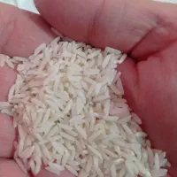 برنج طارم هاشمی آستانه