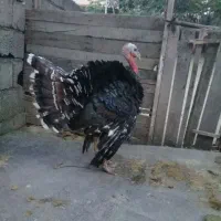 بوقلمون برنز سینه پهن ۶ ماهه