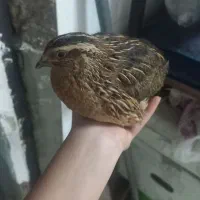 جوجه