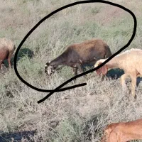 گوسفند داشتی