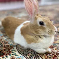 خرگوش|موش و خرگوش|بروجرد, |دیوار