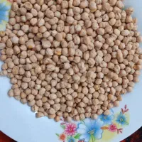 نخود فلافلی|حراج|گتوند, |دیوار