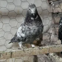 کفتر فروشی|پرنده|چهاردانگه (تهران), |دیوار