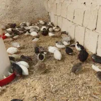 بلدرچین مینیاتوری