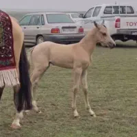 فروش نریون|اسب و تجهیزات اسب‌سواری|کرمان, |دیوار