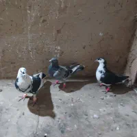 کبوترپرشی|پرنده|شیروان (خراسان), |دیوار