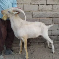 نر بز سانن لنگ سه قلو فوق العاده برون