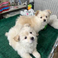 پامرانین اشپیتز سفید