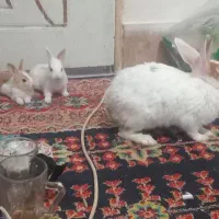 خرگوش|موش و خرگوش|الوند, |دیوار