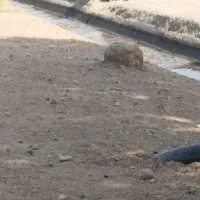 بز فرخشهر اصیلارام