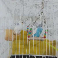 یک جفت مرغ عشق|پرنده|مشهد, مشکینی (شهرک غرب)|دیوار