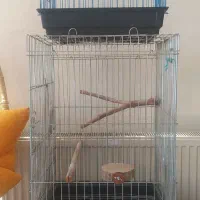 دوتا قفس نو نو