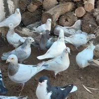 کفتر هفترنگ.|پرنده|دشتابی, |دیوار