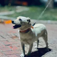 سگ پاکوتاه ماده