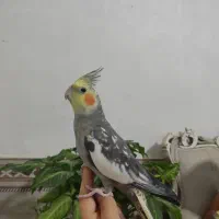 عروس هلندی جفت باقفس|پرنده|شیراز, قلعه نو|دیوار