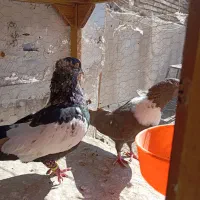 کبوتر کلاغ رسمی