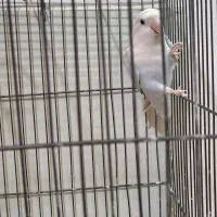 طوطی برزیلی