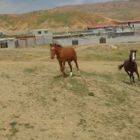 اسب|اسب و تجهیزات اسب‌سواری|تبریز, |دیوار