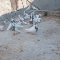 طوقی نامبر وان