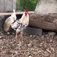 خروس گلین بالغ