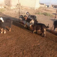 فروش بزغاله ماده ۷عددهستن