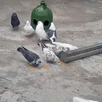 کبوتر سالم وسلامت