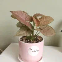 کادویی|گل و گیاه طبیعی|کرج, برغان|دیوار