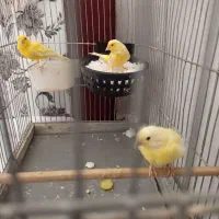 جفت قناری به همراه جوجه