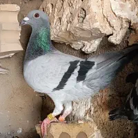 پرنده کبوتر