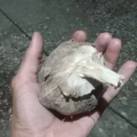 سیر محلی درشت