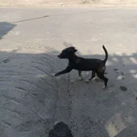 سک پا کوتا|سگ|زابل, |دیوار