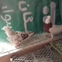 طوقی نرو ماده