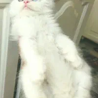 بچه گربه پرشین دوماهه مو بلند چشم رنگی