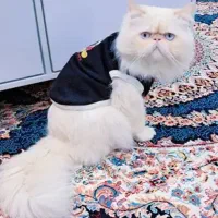 گربه