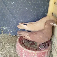حیون خوشکل