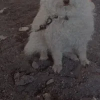 سگ پشمالو
