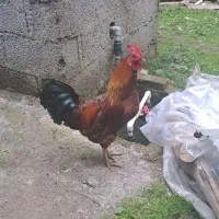 خروس